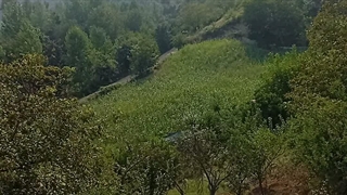 زود باشید حسودی کنید و غصه بخورید⁦⁦ اومدم باغمون نگاه کنید مازندران یعنی این⁦⁩⁦(⁠ ⁠ꈍ⁠ᴗ⁠ꈍ⁠)⁩⁩⁩