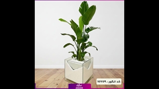 سفارش استرلیتزیا نیکولای لوکس